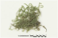 藏品(毛扭苔屬)的圖片